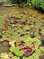 Nympheas - William Falconer (01) (Photo F. Mrugala)